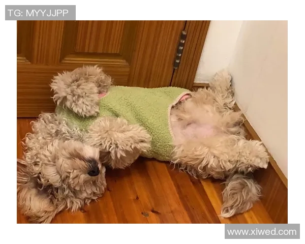 泰迪熊足球:萌宠与运动的完美结合,带你领略不一样的足球魅力 泰迪熊足球:萌宠与运动的完美结合,带你领略不一样的足球魅力